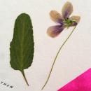【活版印刷と押し花の招待状】スミレ